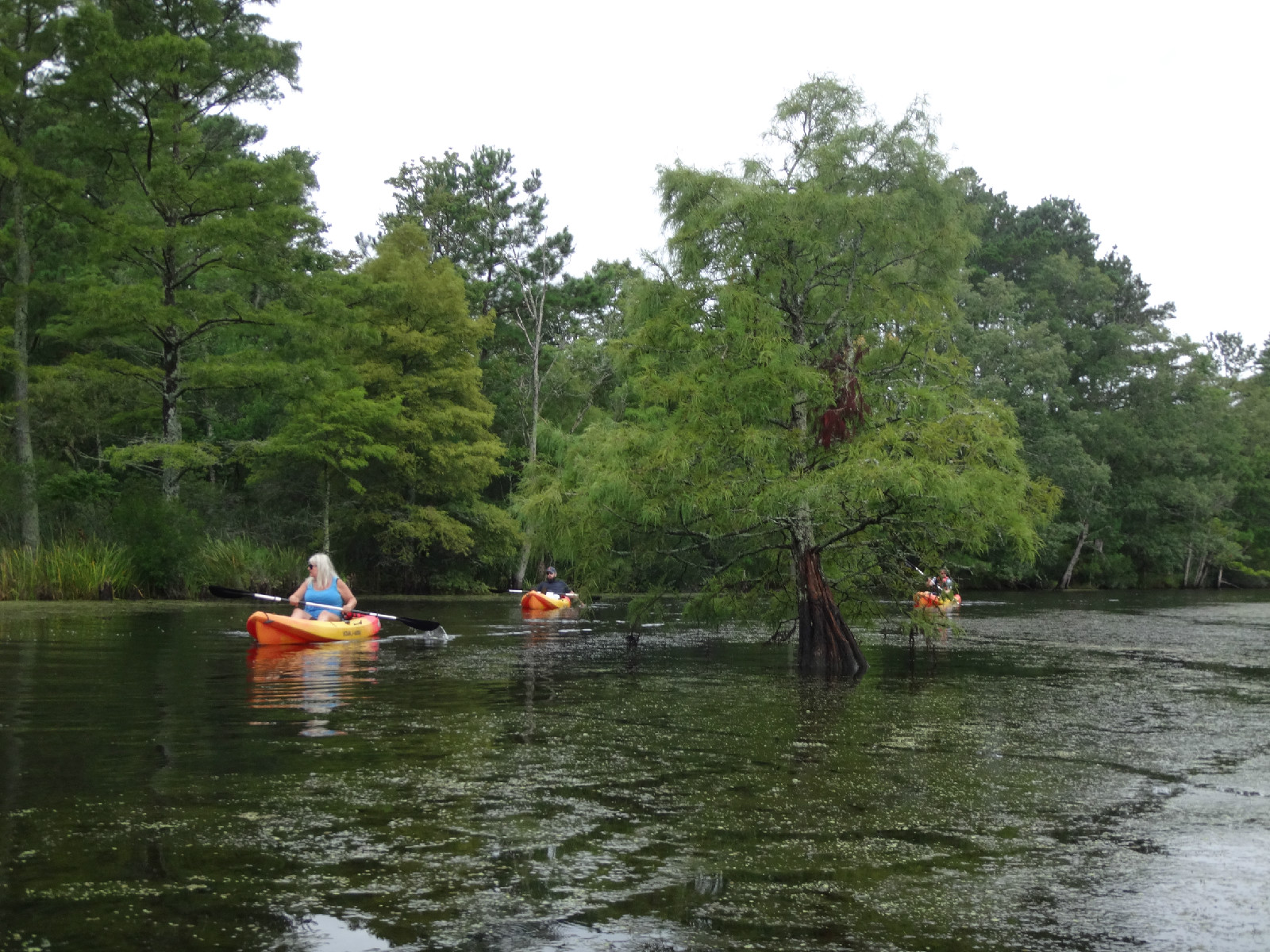 Back Bay Virginia Beach Sandbridge Adventure Kayak Tours Dsc01441 Dsc01452 Dsc01493 Dsc01494